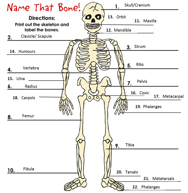 Skeletal System My Science Portfolio